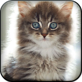 Fluffy Kitten Live Wallpaper icon
