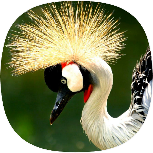Crane Birds Sounds logo