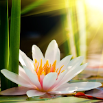 Cover Image of डाउनलोड Lotus Flower Wallpaper HD  APK