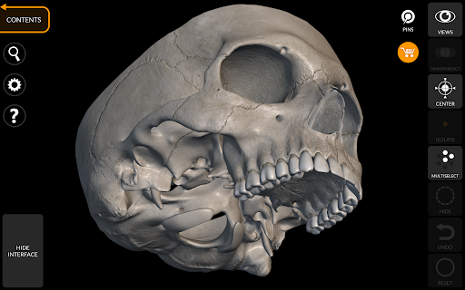 Screenshot of Skeleton | 3D Anatomy