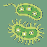 Bacteria: Types, Infections icon