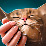 Pat Virtual Cat: Antistress Cat Care icon