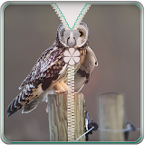 Owl Screen  Zipper Lock icon
