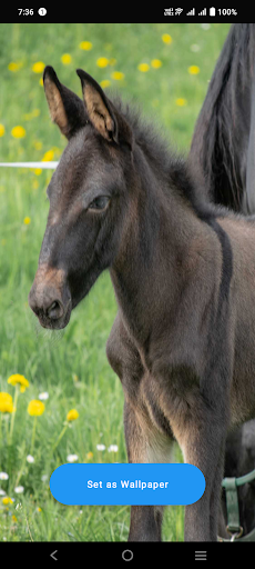 Android application Baby Horse Wallpaper screenshort