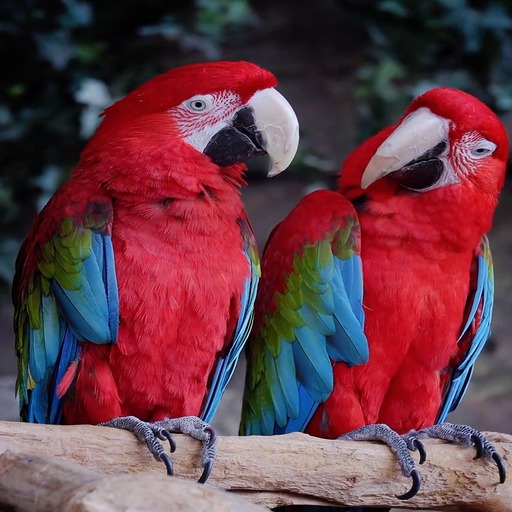 Tropical Birds Live Wallpaper logo