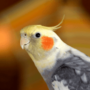 Cockatiel Sounds - Cockatiel whistles and Songs