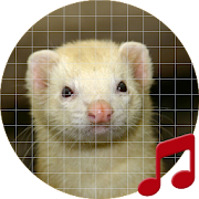 Ferret Sounds ~ Sboard.pro