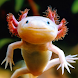 Axolotl Wallpaper - Androidアプリ
