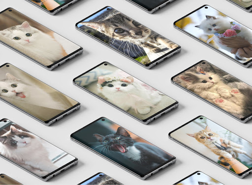 Android application Cute Cat Wallpapers screenshort