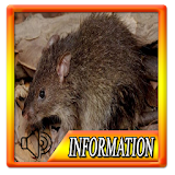 The Sound of Rats icon
