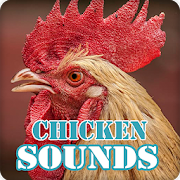 Chicken Sounds Ringtone Collection