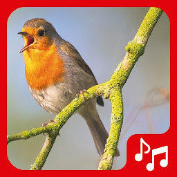 Значок приложения "Sonidos de pájaros. Canto Aves"