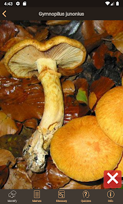 iFungi AU - Australian mushroom identification