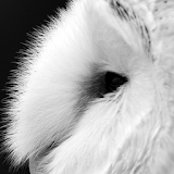 Barn Owl Live Wallpaper icon