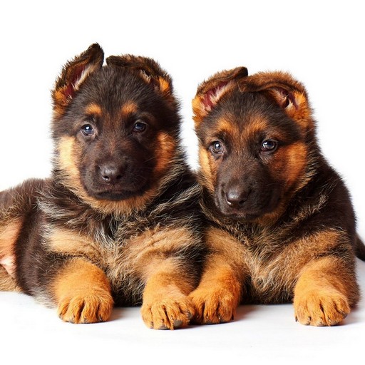 German Shepherd logo