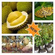 cultivation Durian