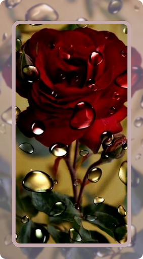 Download Rose Flower Wallpaper Free for Android - Rose Flower Wallpaper APK  Download 
