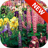 Flowers Garden Wallpapers icon