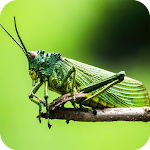 Cover Image of Unduh 500+Grasshopper Wallpaper  APK