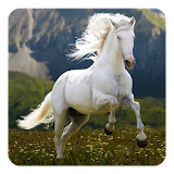 Horse Wallpapers HD icon