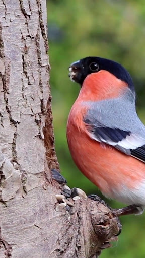 Android application finch wallpaper screenshort