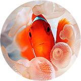 Clownfish Live Wallpaper icon