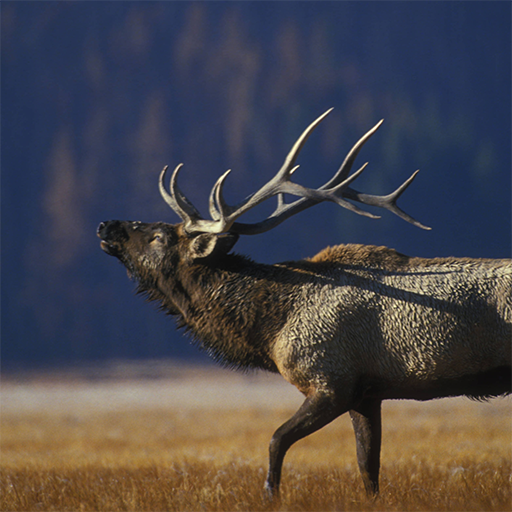 Elk Calls logo