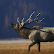 Elk Calls Download on Windows