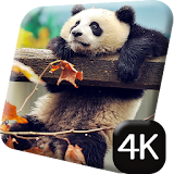 Cute Panda 4K Live Wallpaper icon