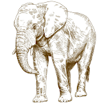 Cover Image of Télécharger Elephant wallpapers 1 APK