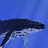 Ocean Whale Live wallpaper Pro icon