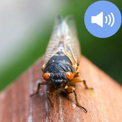 Cicada Sounds and Wallpapers تنزيل على نظام Windows