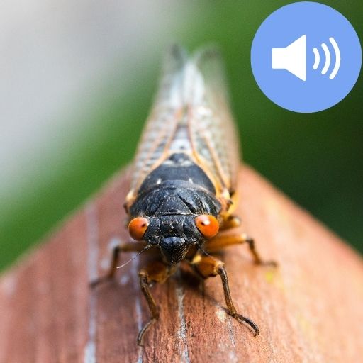 Cicada Sounds and Wallpapers Télécharger sur Windows