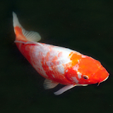 Koi fish zen icon