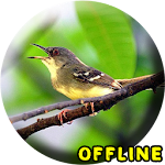Cover Image of Télécharger Suara Burung Ciblek Gacor MP3  APK