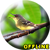Suara Burung Ciblek Gacor MP3 icon