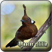Master Burung Cililin MP3