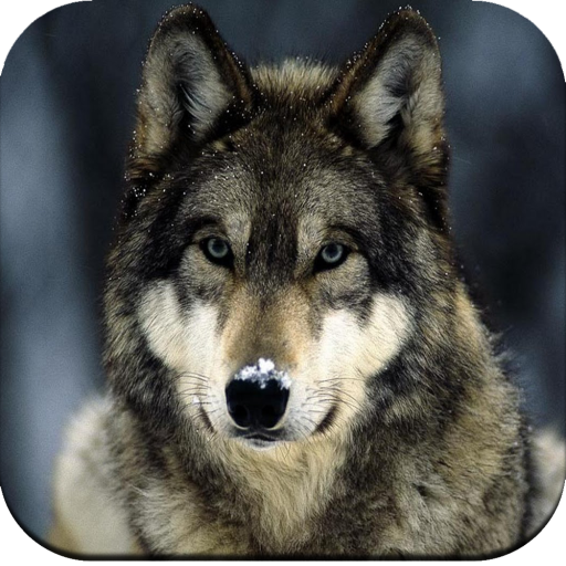 Wolf Wallpaper - Apps on Google Play