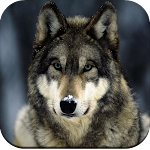 Cover Image of Download Wolf Wallpaper  APK