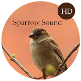 Sparrow Sounds icon