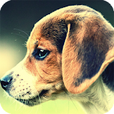 Beagle Dog Pack 2 Wallpaper icon