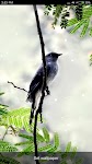 screenshot of Birds Sounds & Ringtones