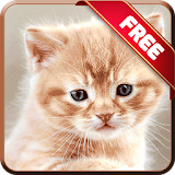 Cute Kitten Live Wallpapers icon