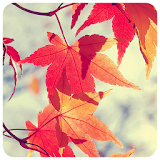 Autumn Photo Frames icon