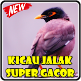 Kicau Jalak Super Gacor icon