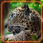 Leopards Wilds Cats 1.2 Icon