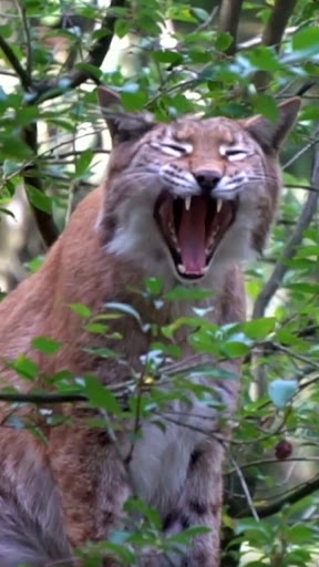 Android application lynx wallpaper screenshort