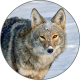 Coyote (Animal) Sounds icon