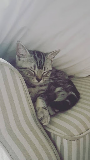 American Shorthair Wallpapers