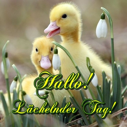 Hallo, Habt einen schönen Tag! - AppWisp.com